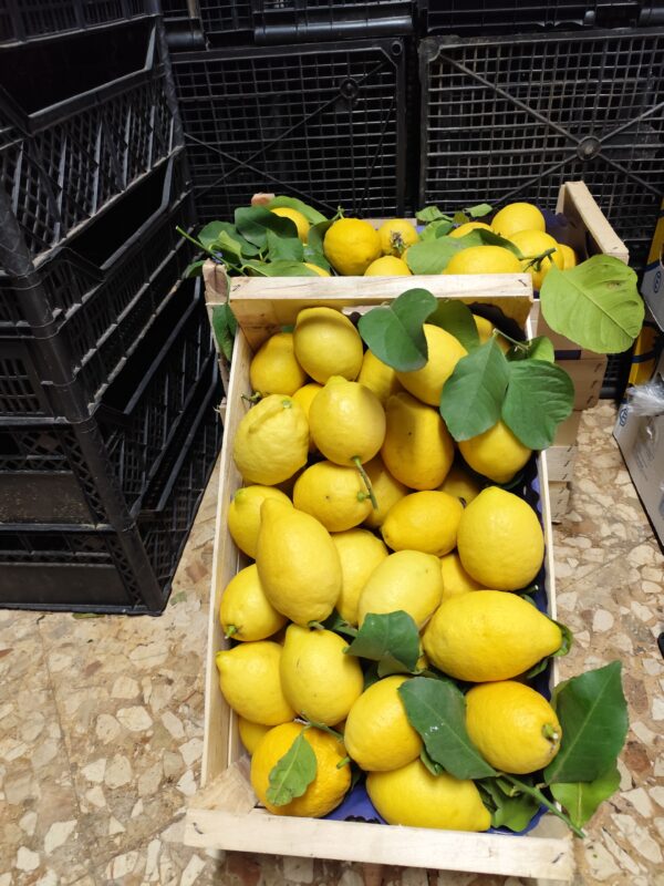 Limoni di Costiera Campania
