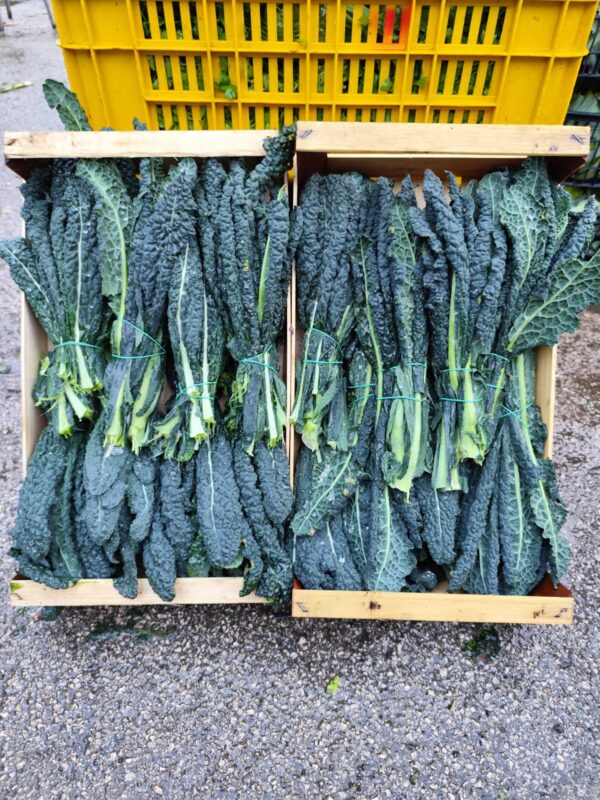 Cavolo Nero Campania