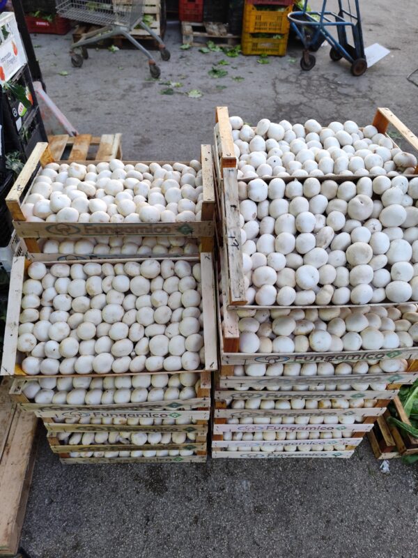 Funghi Champignon Treviso
