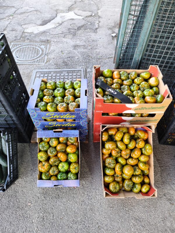 Pomodoro riccio Sicilia