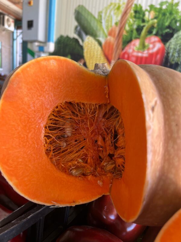 Zucca Egitto