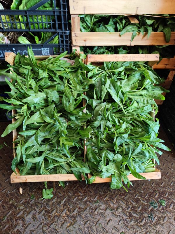 Rucola a fascio Campania