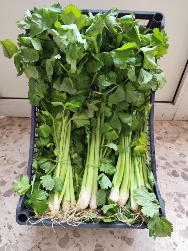 Sedano Verde Campania