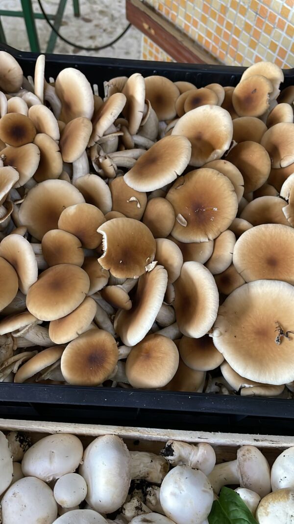 Funghi Pioppini Italia