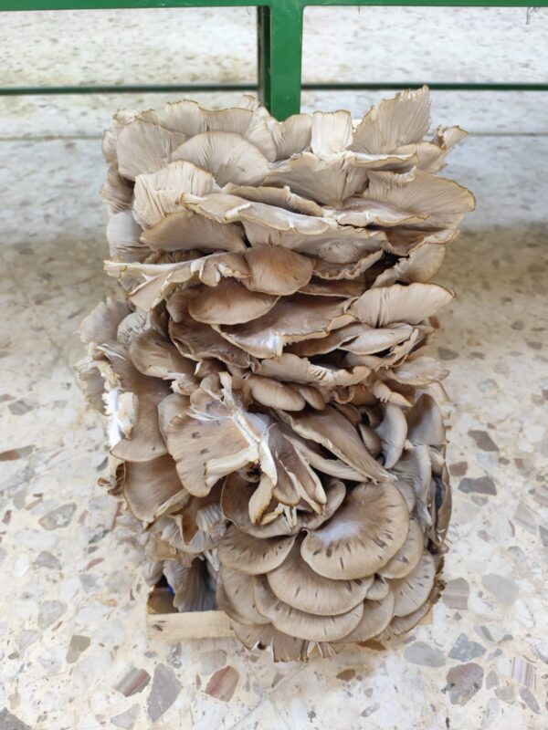 Funghi Pleoss Italia
