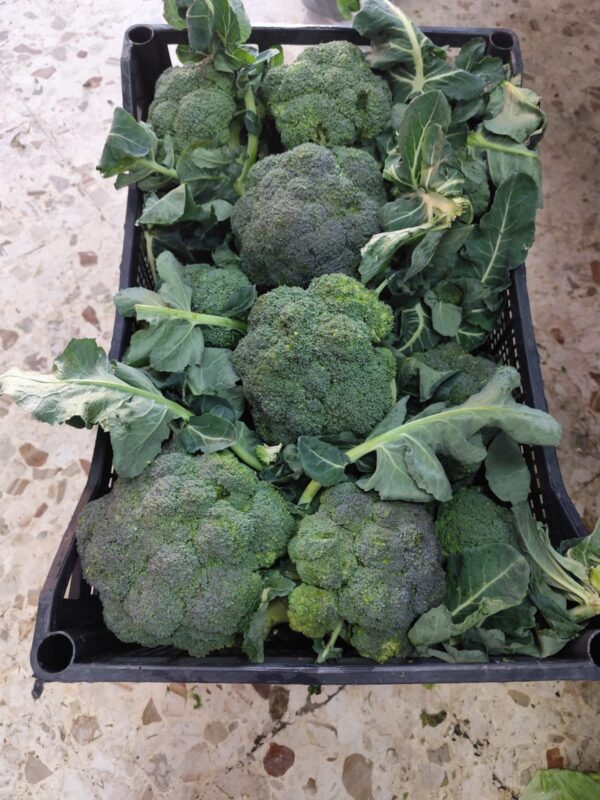Broccoli Baresi Puglia