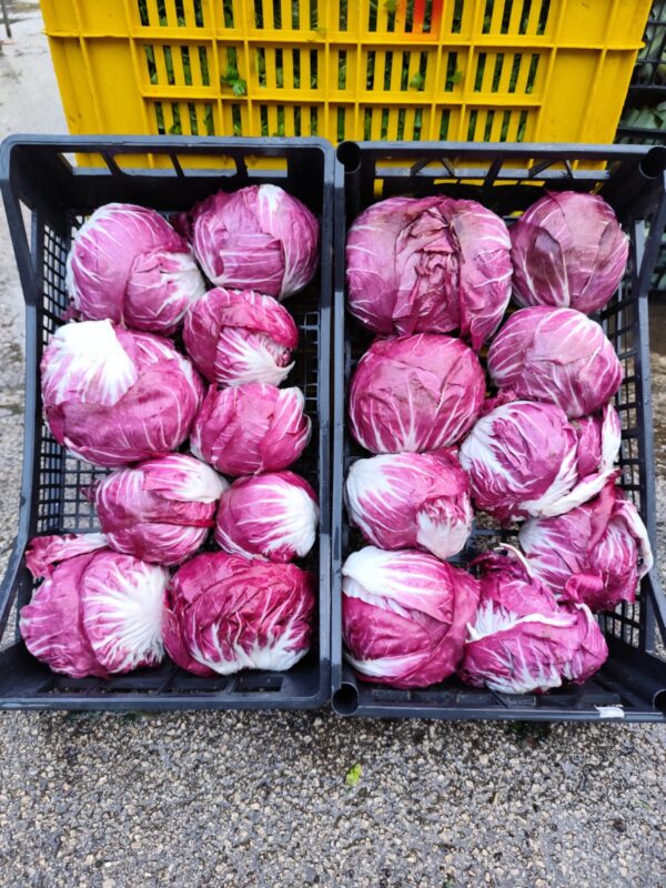 Radicchio Treviso