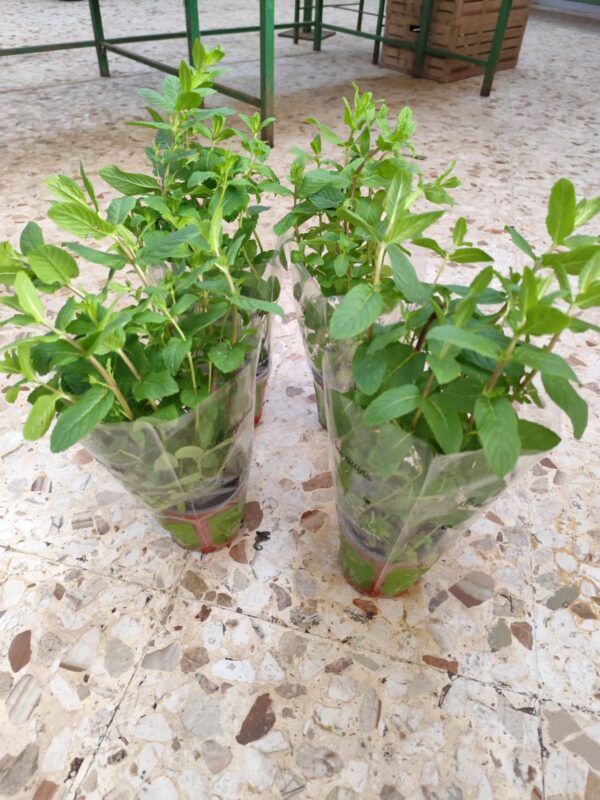 Piantina di Menta Campania