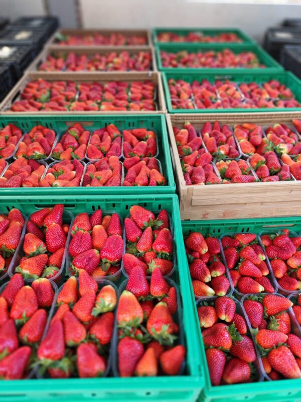 Fragole padelloni Campania