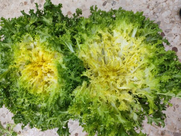 Scarola Riccia Campania