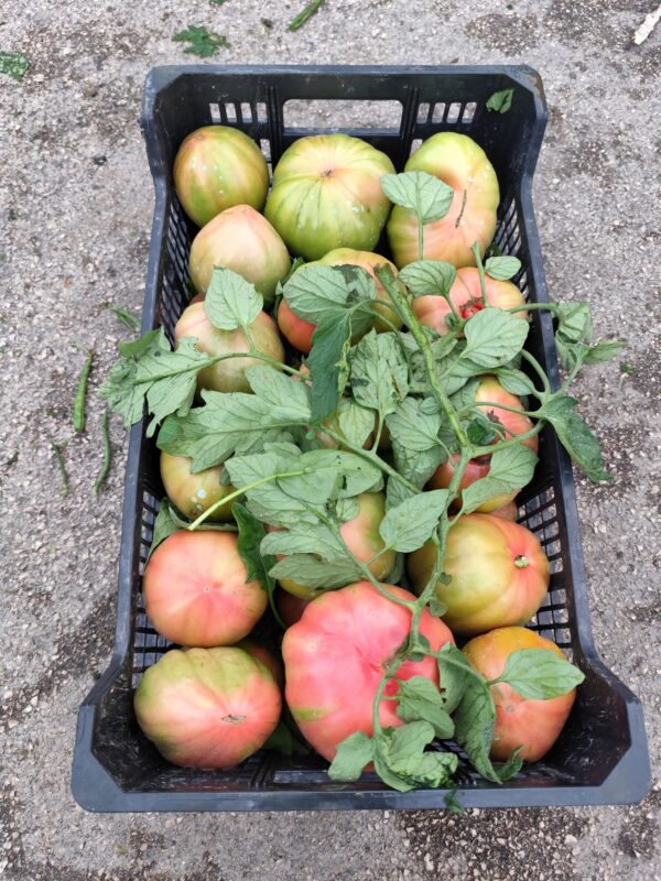 Pomodoro di Sorrento Campania