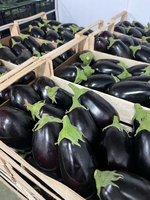 Melanzane Tonde Sicilia