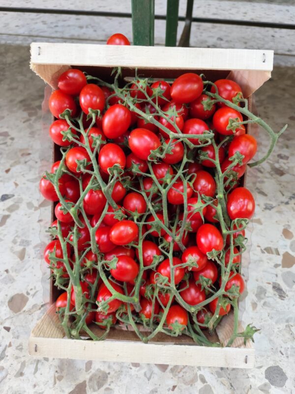Pomodoro piccadilly Sicilia