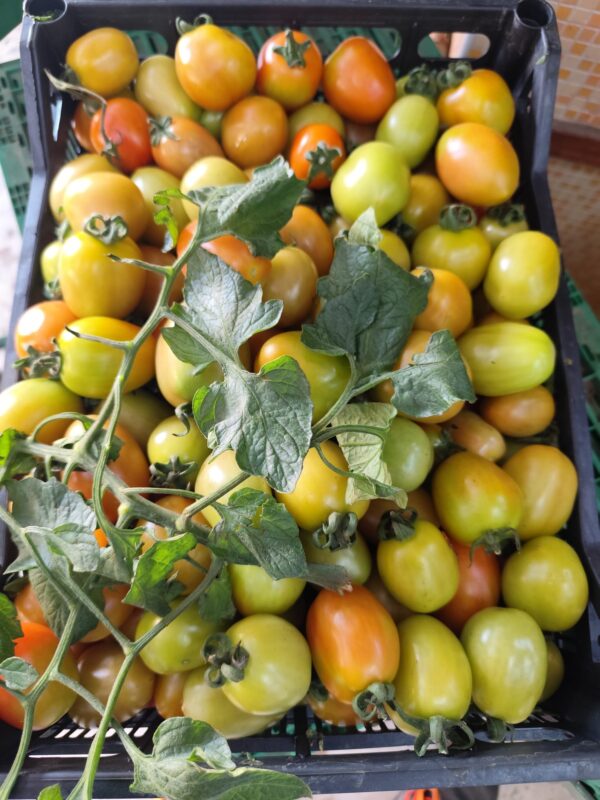 Pomodorini Verdi Campania