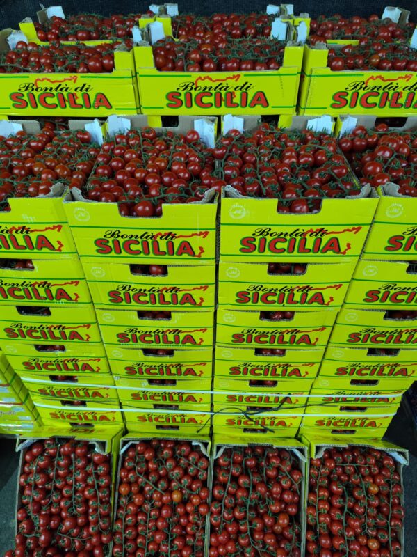 Pomodoro ciliegino Sicilia