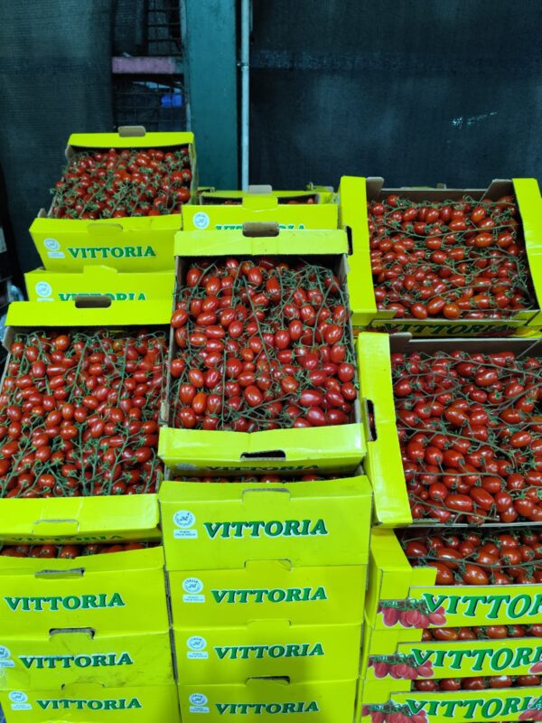 Pomodoro Datterino Vittoria Sicilia