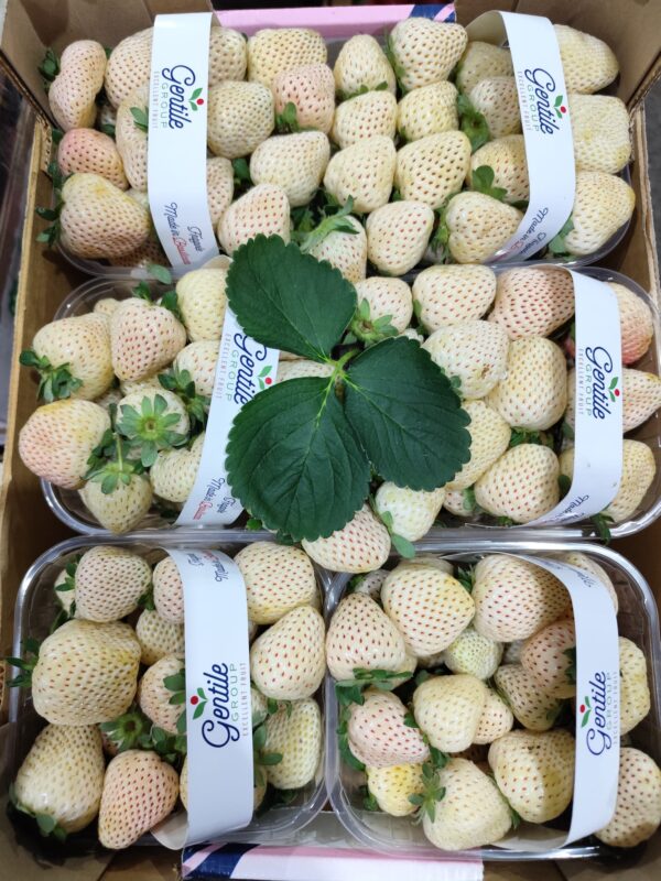 Fragola Bianca Basilicata