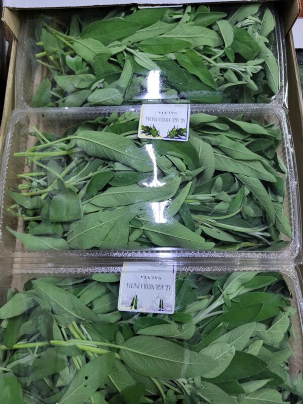 Salvia Crt cal 8 Italia