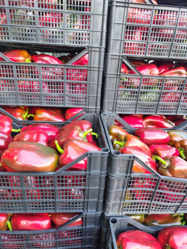 Peperone Emmolo rosso Sicilia