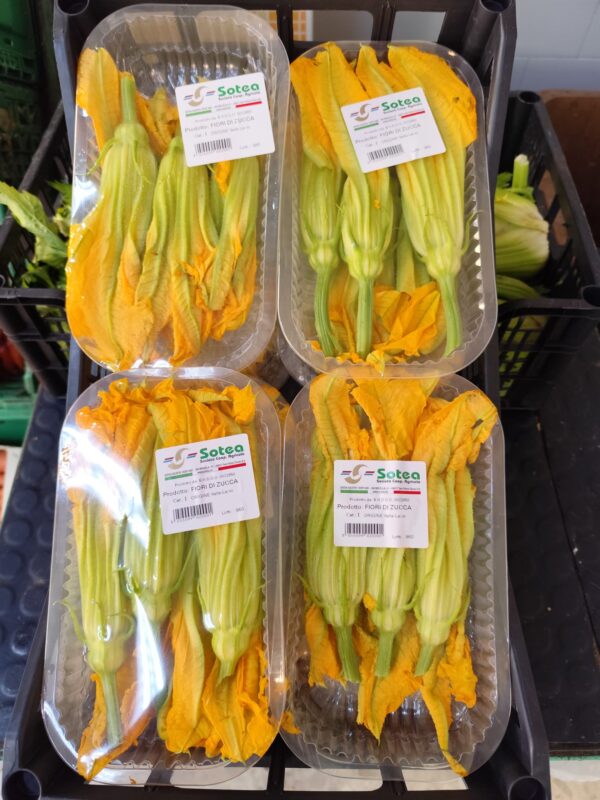 Fior di Zucca Crt cal 8 Italia