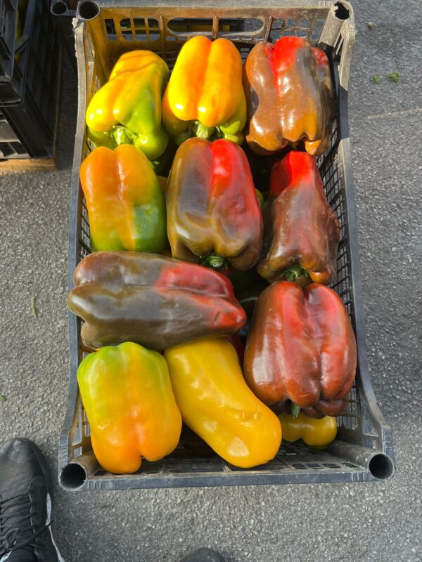 Peperoni  Rossi e Gialli Campania