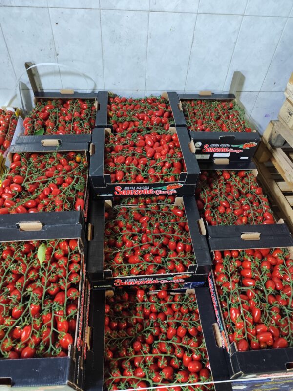 Pomodoro Datterino Fondi