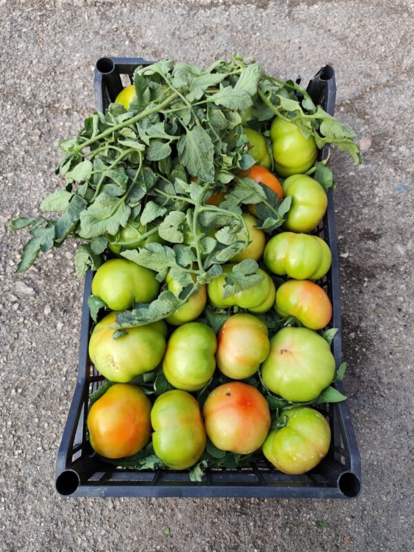Pomodoro tondo verde Campania
