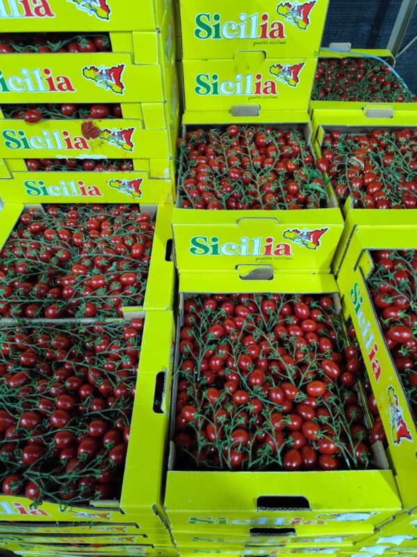 Pomodoro Datterino Sicilia