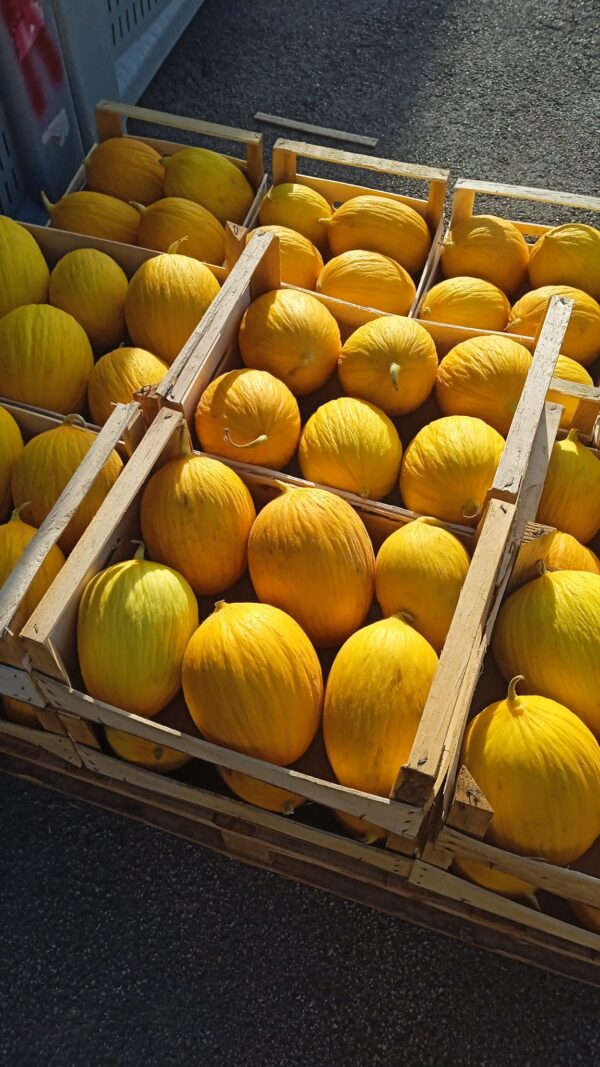 Melone Giallo Sicilia