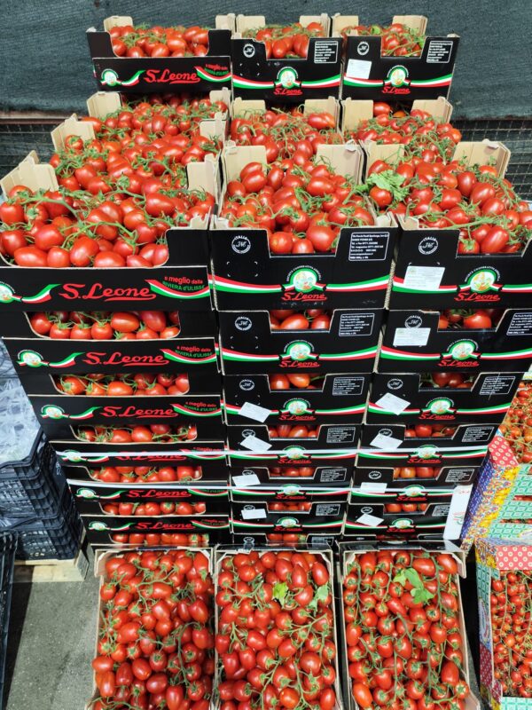 Pomodoro Piccadilly Sicilia