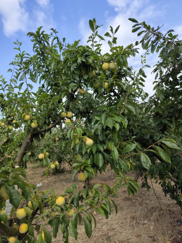 Prugna Gialla Campania